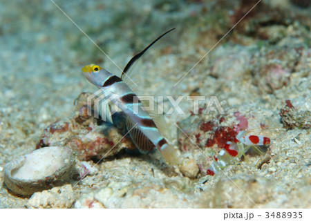 ヒレナガネジリンボウ 3488935