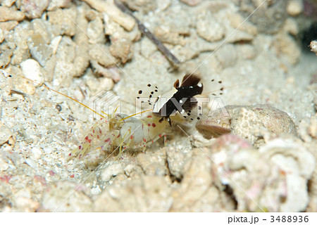 オドリハゼ 3488936