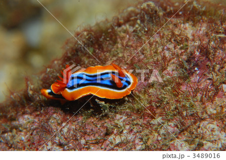 ウミウシ 3489016