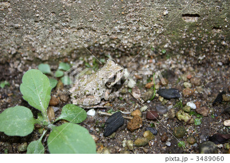 かくれんぼ 3489060