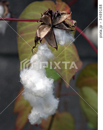 コットンボール 3489188