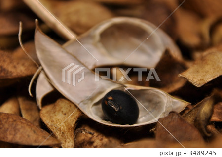 丹波の黒豆脱穀 3489245