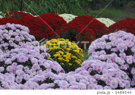 満開鮮やか南足柄ざる菊 3489544