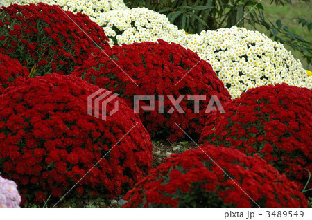 満開鮮やか南足柄ざる菊 満開鮮やか南足柄ざる菊 3489549