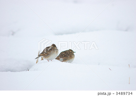 雪上のヒバリ 3489734