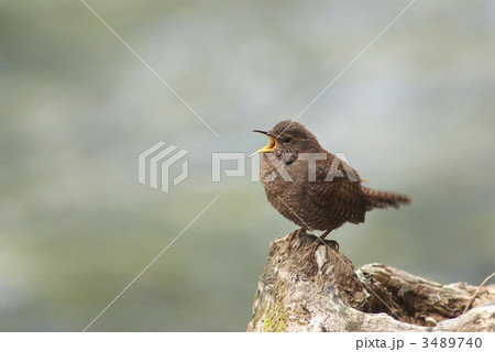 ミソサザイ 3489740