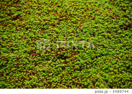 苔庭（南禅寺／京都市左京区） 3489744