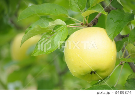 シナノゴールド 3489874