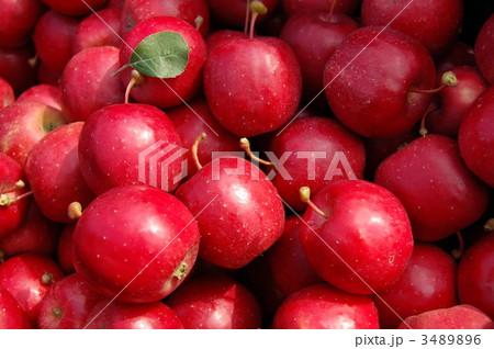 アルプス乙女 3489896