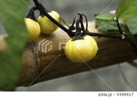 花ナス 花ナス 3489917
