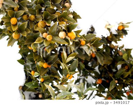 雪かぶりし金柑の木 3491017