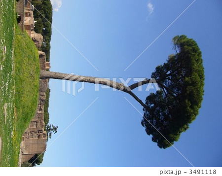 パラティーノの丘 パラティーノの丘 3491118