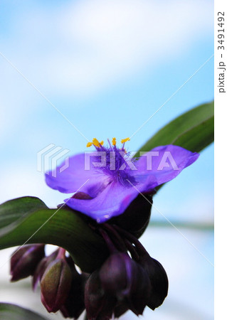 ムラサキツユクサの花 ムラサキツユクサの花 3491492