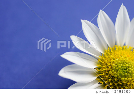 小菊の花びら 小菊の花びら 3491509
