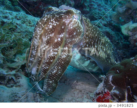 コブシメ 3491825