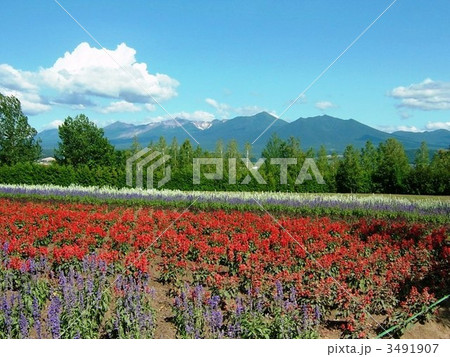 富良野の花畑より大雪山系を望む 3491907