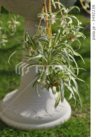鉢植えの折鶴蘭 3492236