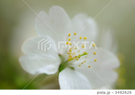 桜 3492626