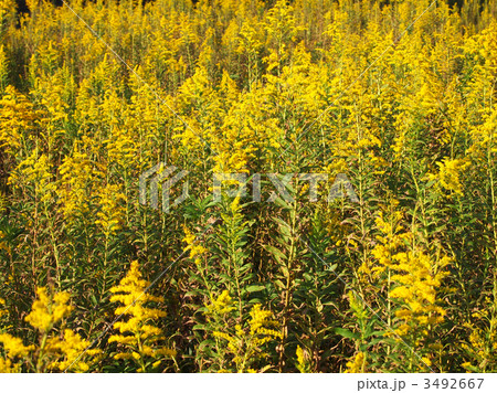 セイタカアワダチソウ 3492667