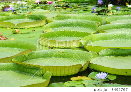オオオニハスの葉 オオオニハスの葉 3492767