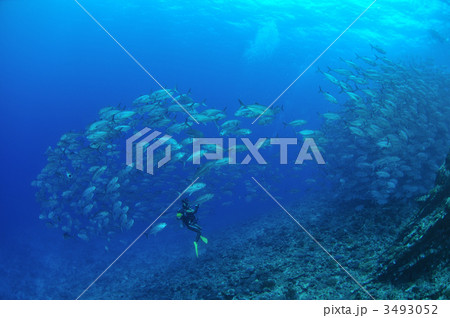 ギンガメアジ 3493052