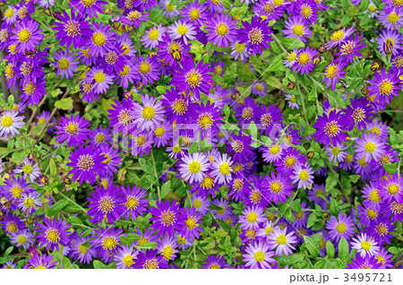 満開のコンギク 満開のコンギク 3495721