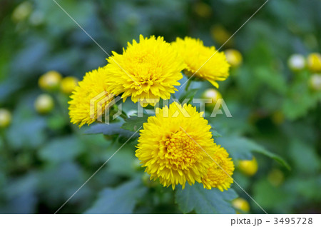 黄色の小菊 3495728