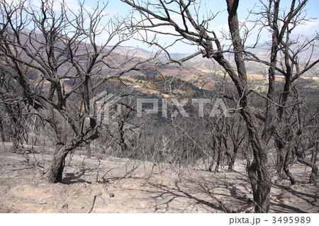 Burned trees 3495989