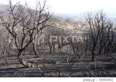 Burned trees Burned trees 3495991