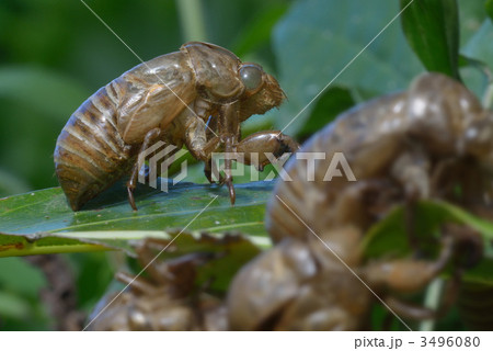 空蝉 空蝉 3496080