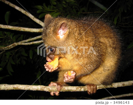 野生のポッサム 野生のポッサム 3496143