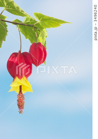 チロリアンランプ 3496240