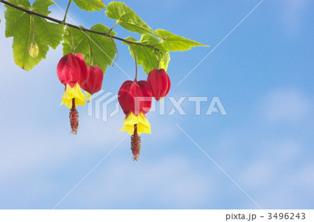 チロリアンランプ 3496243