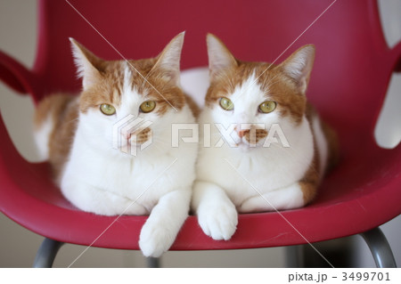 くつろぐ２匹の猫 3499701