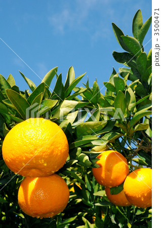 いよかん 3500471