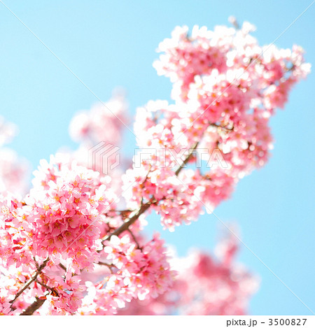 オカメザクラ オカメザクラ 3500827