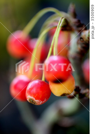 姫りんご 3500909