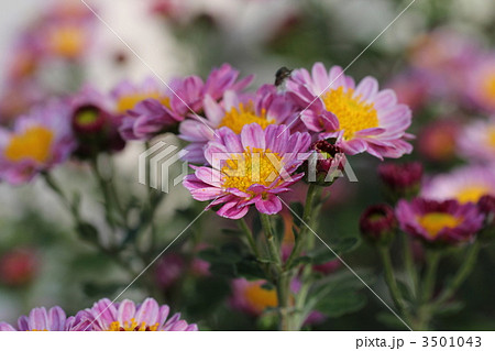 菊の花 菊の花 3501043