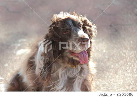 イングリッシュ・コッカー 3501086