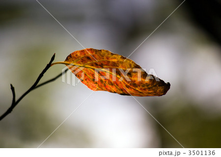 花水木の葉 花水木の葉 3501136
