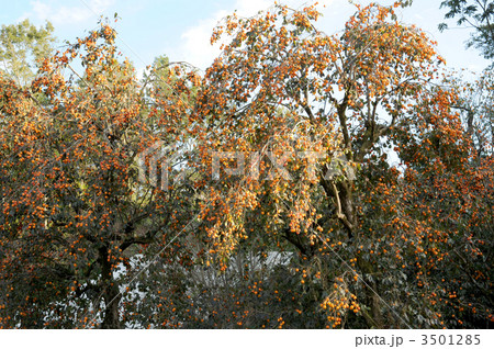 秋の味覚 3501285