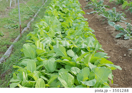 小松菜 小松菜 3501288