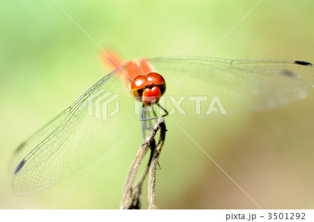 赤とんぼ 赤とんぼ 3501292