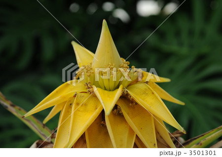地より湧き出た黄色の蓮の花 3501301
