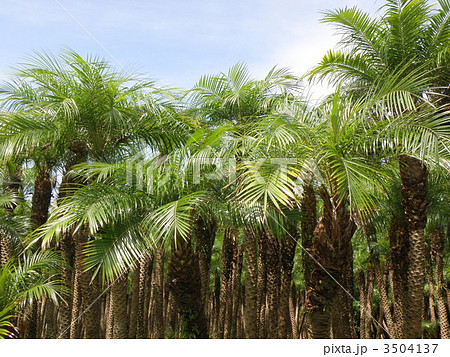 フェニックス・ロベレニー フェニックス・ロベレニー 3504137