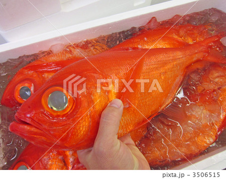 キンメダイ、銚子産の地金目鯛 3506515