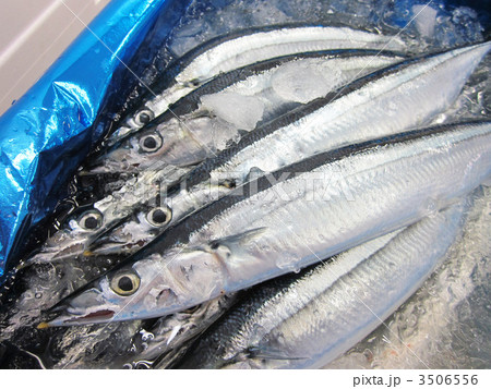 秋刀魚!北海道産 秋刀魚!北海道産 3506556