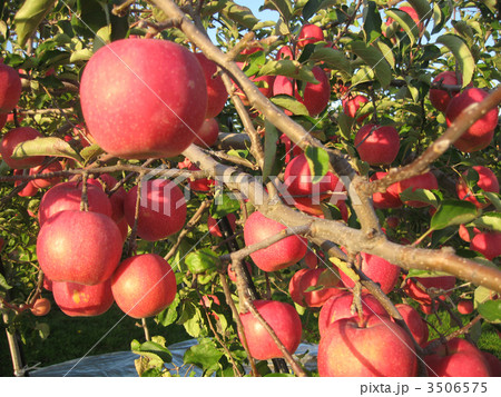 青森りんご 3506575