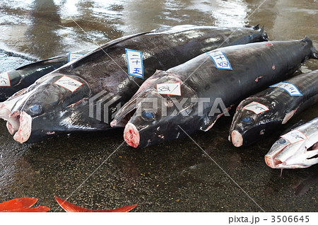 マカジキの水揚げ 3506645