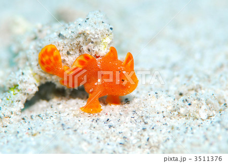 カエルアンコウの幼魚 カエルアンコウの幼魚 3511376